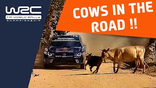 World Champion rally driver finds COWS in the road [upl. by Terraj]