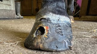 Shoeing A Horse With A Huge Hole In It’s Hoof [upl. by Varick]