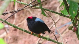 The Longtailed Manakin  Stunning bird known for its famous dance [upl. by Lipson]