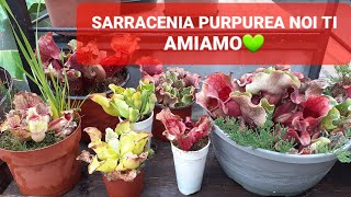 191💥SARRACENIA PURPUREA DEFINITIVAMENTE LA MIA SPECIE PREFERITA DI QUESTO GENERE🥰  ILPIGLIAMOSCHE [upl. by Arries324]