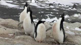 Adélie Penguins amp Jean Pennycook in Antarctica [upl. by Lauree]