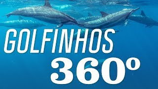 Mergulho com Golfinhos em Noronha  Noronha 360  Canal OFF [upl. by Leahcimsemaj]