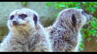 Meerkat Suricate  Los Angeles Zoo [upl. by Charlie]