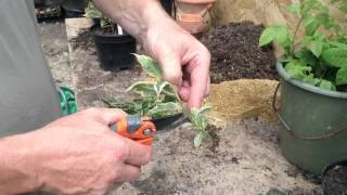 How To Start Your Own Plant Nursery  Part 1 [upl. by Airemat]