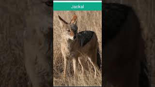 Jackal voice  Geedar ke Geedar bhapki animalsounds animal geedar jackal [upl. by Northway598]