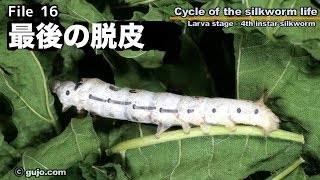 【蚕の一生】Cycle of the silkworm life 1633 最後の脱皮 [upl. by Yroggerg]