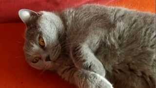 Chartreux cat Rommy  meow [upl. by Alius]