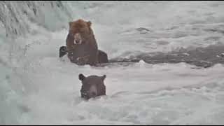 Shower Bear is a fishing Wiz 25 08 21 ms exploreorg [upl. by Morna]