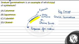 Stratum germinativum is an example of which kind of epithelium [upl. by Nodnalb909]