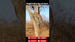 गिल्हेरी और तेंदुए का Show 😂 animals wildanimals shortsviral [upl. by Mandi]