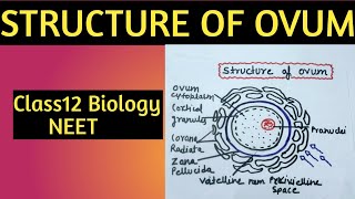 Structure of Ovum l Structure of Ovum class 12 l Human Reproduction l Class12 Biology l NEET [upl. by Pfister]