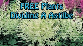 FREE Plants Dividing A Large Astilbe Flower Easy amp Quick [upl. by Ajay934]