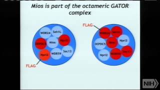 Regulation of growth by the mTOR pathway [upl. by Illona]