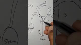 Bulbourethral gland  male reproductive system  function of bulbourethral gland [upl. by Libbna646]