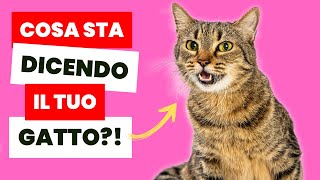 Il Tuo Gatto ti Parla Scopri Come Ascoltarlo [upl. by Nilhsa]