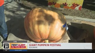 Elk Grove Giant Pumpkin Festival Part 1 [upl. by Hershell]