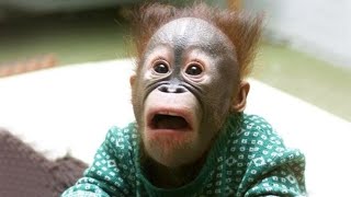 The Funniest Monkey Videos That Will Make You Laugh Hard [upl. by Nanreit]