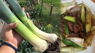 Cooking Giant Chinese Green Onion with Beef  Chili Man [upl. by Adnirak]