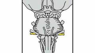 Neurologic Exam Cranial Nerves Anatomy  Cranial Nerve 8 [upl. by Atillertse51]