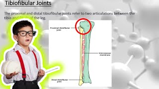 Tibiofibular joint Anatomy [upl. by Luebke]