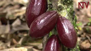 ON THE FARM How to grow Cocoa Part 1 [upl. by Alfreda]