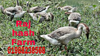 Raj hash goosegeese farm mymensingh 01988238568 Bangladesh [upl. by Virgil834]