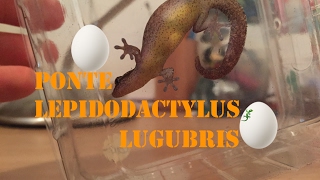 Première ponte de mon Lepidodactylus lugubris [upl. by Nioe]