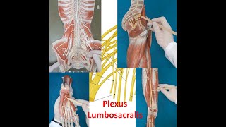 Plexus Lumbalis ve Plexus Sacralis Plexus Lumbosacralis [upl. by Nylahs64]