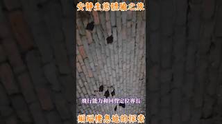 安安靜靜的生態之旅蝙蝠棲息地的拜訪 Chiroptera 蝙蝠 [upl. by Macrae465]