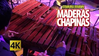 Marimba Maderas Chapinas  Concierto Orgullo Chapin  Calidad 4K [upl. by Raimondo463]