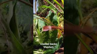 Bioactive Crested Gecko Enclosure  Custom Background [upl. by Bolitho]