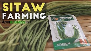 Sitaw Planting How to Plant String Beans from Seeds to Harvest [upl. by Lanor210]