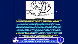 RECEPTORES ADRENÉRGICOS ADRENALINA Y NORADRENALINA [upl. by Ennaimaj95]