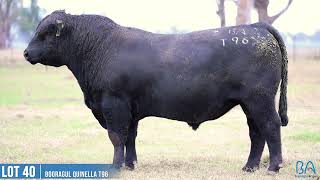 LOT 40 BOORAGUL QUINELLA T96 [upl. by Woodring175]