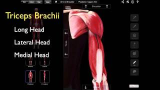 The Posterior Compartment Of The Arm [upl. by Tempest]