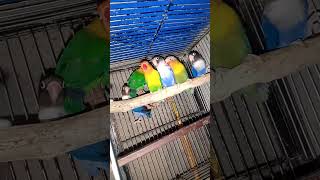 birds ebirds lovebirds lovebirdsaspats birdslover ebird parrot lovebirdsofig lovesymbols [upl. by Shelly204]