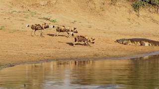 Wild dogs try to steal some meat from a crocodiles mouth [upl. by Atsira]