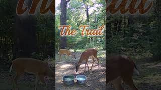 The Trail deer nature wildlife entertainment [upl. by Ttocserp265]