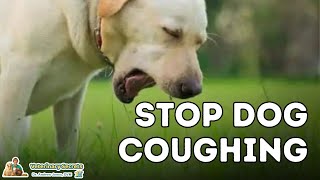 Dog Coughing How To Quickly Stop It With 7 Natural Remedies [upl. by Ailekahs]