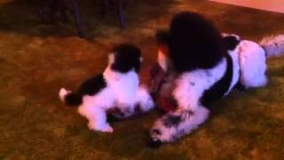 Funniest Poodle Video EVER [upl. by Strickler]