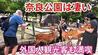 外国人観光客に人気の奈良公園 【奈良の鹿】笑顔あふれる光景 「nara deer」世界一平和な公園 [upl. by Sonitnatsnok]