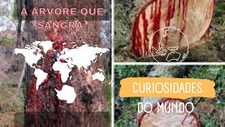 a árvore que sangra Bloodwood Tre [upl. by Aihtnamas]