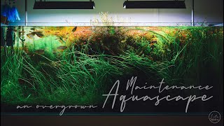 IAPLC 2023  Maintaining an Overgrown Aquascape Reviving and Restoring  4K Video [upl. by Saoj680]