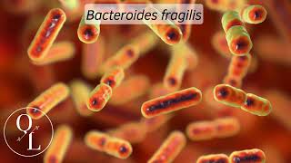 20 Bacteroides fragilis [upl. by Yhtir]