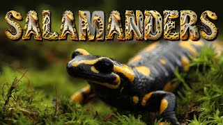 Evolution of SALAMANDERS [upl. by Raman]