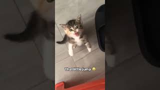 FUNNY ANIMALS like youve NEVER SEEN BEFORE funnypets funnyanimals funniestanimals animalvideos [upl. by Tillford]