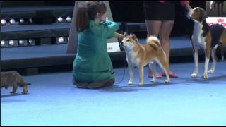 World Dog Show 2014 Helsinki  Best in show [upl. by Aracahs]