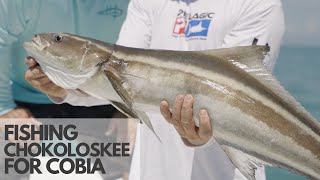 Fishing Chokoloskee with Captain Brian Sanders Cobia Snook Redfish Goliath Grouper and Sharks [upl. by Margeaux]