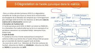 Les réactions responsables de la libération de lénergie emmagasinée dans la matière organique [upl. by Aihsirt]