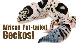 AFRICAN FATTAILED GECKOS Care breeding and morphs [upl. by Ashlen]